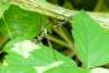 Tipula maxima
